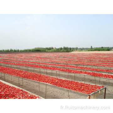 Pâtes / sauce à tomate hachée pure / petite plante